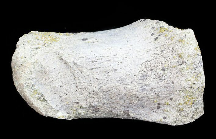 Hadrosaur Finger Bone - Alberta (Disposition #-) #71718